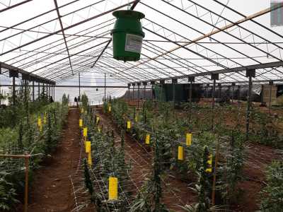 �Ovviamente adottiamo le tecniche necessarie a non superare la soglia del Thc - continua Francesco -, anche perch� siamo sottoposti a controlli�